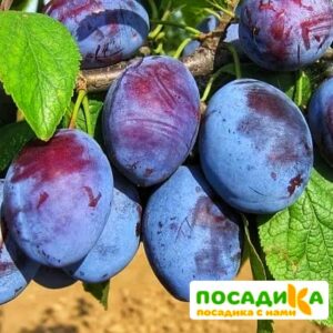 Слива Чачакская ранняя купить по цене от 229.00р. в интернет-магазине «Посадика» с доставкой почтой в в Архангельске и по всей России – [изображение №1].