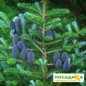 Пихта корейская (Abies koreana) купить по цене от 450.00р. в интернет-магазине «Посадика» с доставкой почтой в в Архангельске и по всей России – [изображение №1].