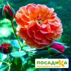 Роза Арабия купить по цене от 350.00р. в интернет-магазине «Посадика» с доставкой почтой в в Архангельске и по всей России – [изображение №1].