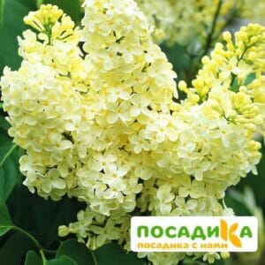 Сирень Примроуз (Primrose) купить по цене от 529.00р. в интернет-магазине «Посадика» с доставкой почтой в в Архангельске и по всей России – [изображение №1].