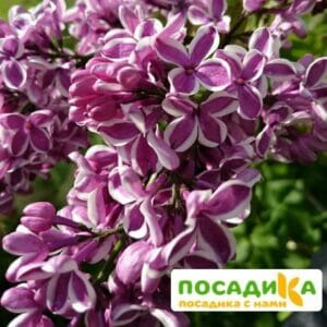 Сирень Сенсация купить по цене от 529.00р. в интернет-магазине «Посадика» с доставкой почтой в в Архангельске и по всей России – [изображение №1].