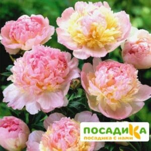 Пион Распберри Сандей (Paeonia Raspberry Sundae) купить по цене от 959р. в интернет-магазине «Посадика» с доставкой почтой в в Архангельске и по всей России – [изображение №1].