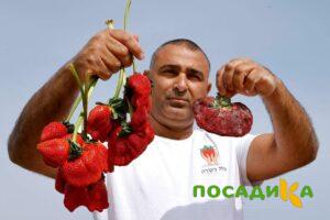 Клубника Гигант Джорнея купить по цене от 266р. в интернет-магазине «Посадика» с доставкой почтой в в Архангельске и по всей России – [изображение №1].