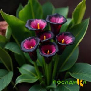 Калла Аура Лейс купить по цене от 400р. в интернет-магазине «Посадика» с доставкой почтой в в Архангельске и по всей России – [изображение №1].