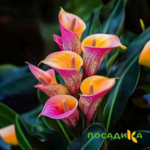 Калла Оникс купить по цене от 450р. в интернет-магазине «Посадика» с доставкой почтой в в Архангельске и по всей России – [изображение №1].