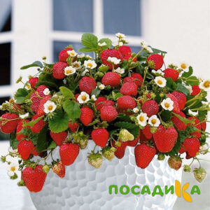 Клубника Рубиновый Шепот (горшечная) купить по цене от 240р. в интернет-магазине «Посадика» с доставкой почтой в в Архангельске и по всей России – [изображение №1].