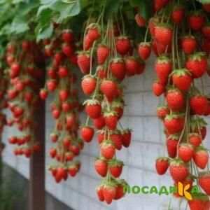 Клубника вьющаяся Комплимент купить по цене от 470р. в интернет-магазине «Посадика» с доставкой почтой в в Архангельске и по всей России – [изображение №1].