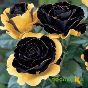 Роза Ханни Сикл купить по цене от 700р. в интернет-магазине «Посадика» с доставкой почтой в в Архангельске и по всей России – [изображение №1].