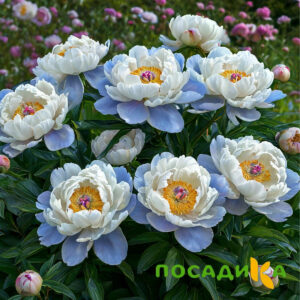 Пион акварельный Этюд купить по цене от 806р. в интернет-магазине «Посадика» с доставкой почтой в в Архангельске и по всей России – [изображение №1].
