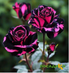 Роза Багровый Шепот купить по цене от 366р. в интернет-магазине «Посадика» с доставкой почтой в в Архангельске и по всей России – [изображение №1].