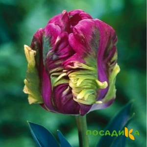Тюльпан Экзотик Хэвен купить по цене от 186р. в интернет-магазине «Посадика» с доставкой почтой в в Архангельске и по всей России – [изображение №1].