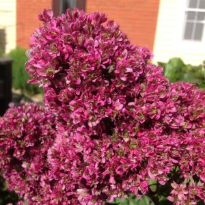 Флокс Филингс купить по цене от 329р. в интернет-магазине «Посадика» с доставкой почтой в в Архангельске и по всей России – [изображение №1].