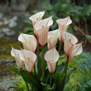 Калла Глейшер купить по цене от 299р. в интернет-магазине «Посадика» с доставкой почтой в в Архангельске и по всей России – [изображение №1].