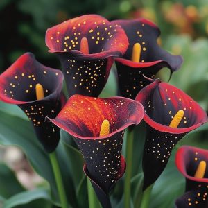 Калла Нуар купить по цене от 299р. в интернет-магазине «Посадика» с доставкой почтой в в Архангельске и по всей России – [изображение №1].