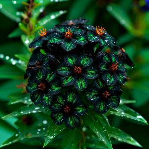 Флокс Ривьера купить по цене от 299р. в интернет-магазине «Посадика» с доставкой почтой в в Архангельске и по всей России – [изображение №1].