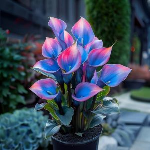 Калла Импрессия купить по цене от 590р. в интернет-магазине «Посадика» с доставкой почтой в в Архангельске и по всей России – [изображение №1].