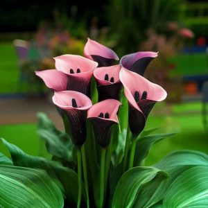 Калла Энигма купить по цене от 291р. в интернет-магазине «Посадика» с доставкой почтой в в Архангельске и по всей России – [изображение №1].