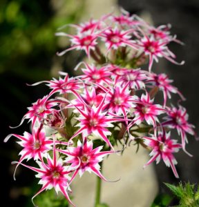 Флокс Метельчатый Путь купить по цене от 456р. в интернет-магазине «Посадика» с доставкой почтой в в Архангельске и по всей России – [изображение №1].