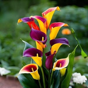 Калла Кристалл купить по цене от 450р. в интернет-магазине «Посадика» с доставкой почтой в в Архангельске и по всей России – [изображение №1].