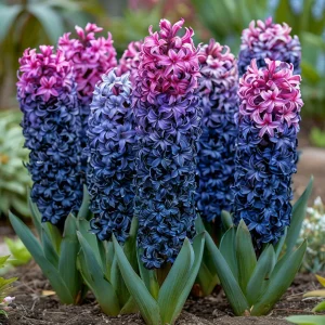 Гиацинт Блю Спринг купить по цене от 2099р. в интернет-магазине «Посадика» с доставкой почтой в в Архангельске и по всей России – [изображение №1].