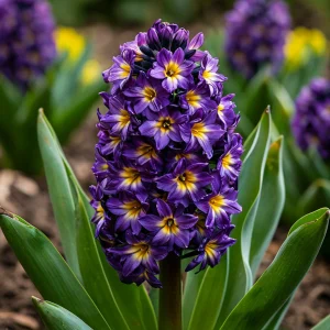 Гиацинт Вельвет Колор купить по цене от 2099р. в интернет-магазине «Посадика» с доставкой почтой в в Архангельске и по всей России – [изображение №1].