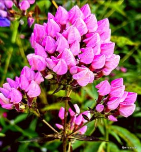 Флокс Бутоник купить по цене от 461р. в интернет-магазине «Посадика» с доставкой почтой в в Архангельске и по всей России – [изображение №1].