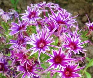 Флокс Звездное Кружево купить по цене от 361р. в интернет-магазине «Посадика» с доставкой почтой в в Архангельске и по всей России – [изображение №1].