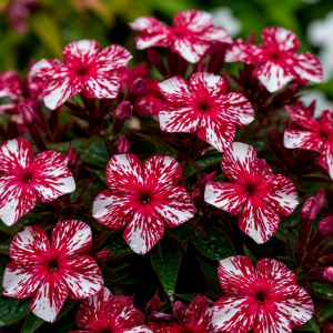 Флокс Ливер Гриммер купить по цене от 590р. в интернет-магазине «Посадика» с доставкой почтой в в Архангельске и по всей России – [изображение №1].